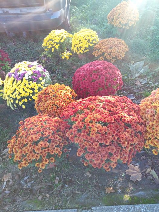 Chryzantemy drobnokwiatowe