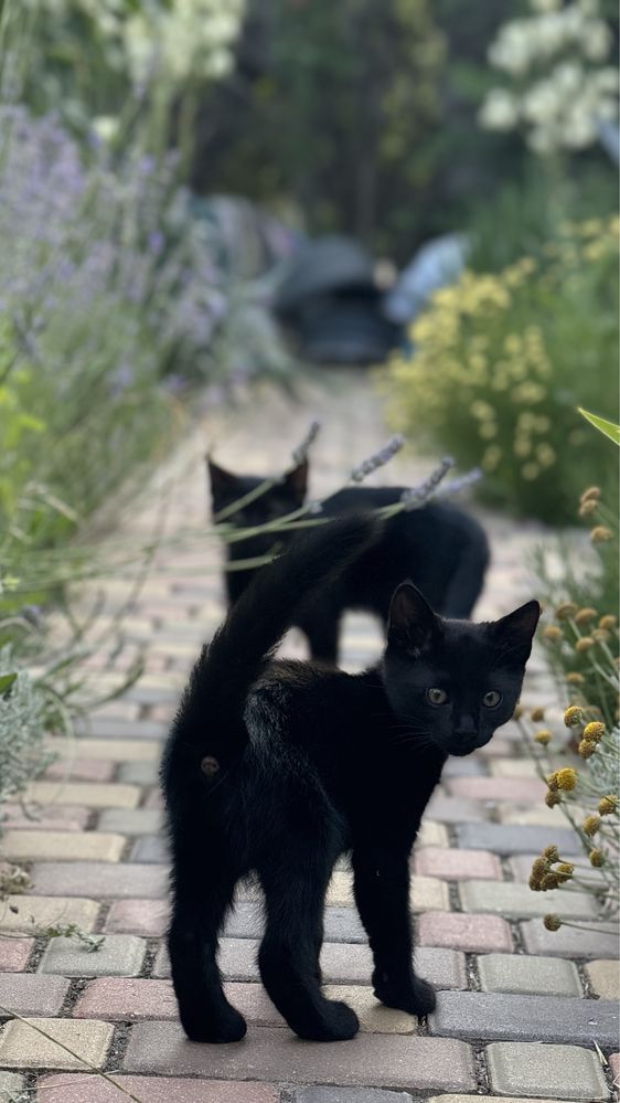 Котята черные ,игривые