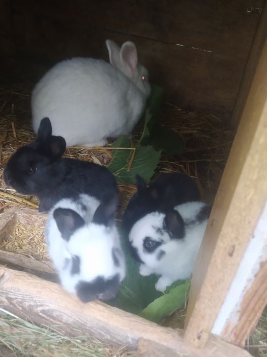 Samica Nowozelandzka z 4 młodymi