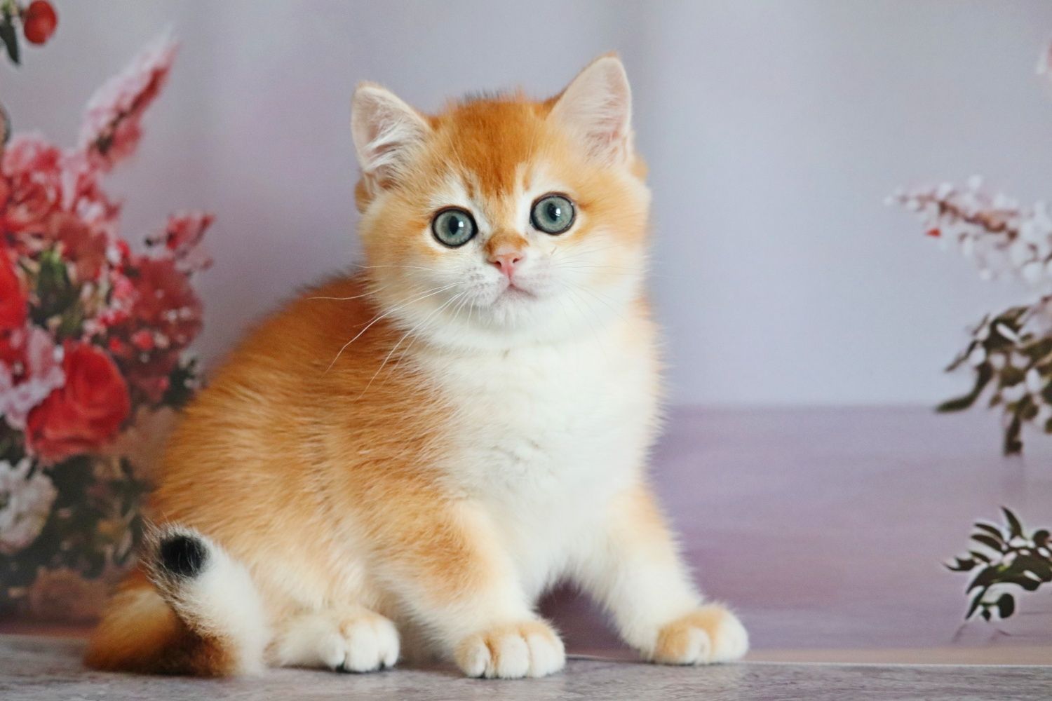 Оливер мальчик золотая шиншилла