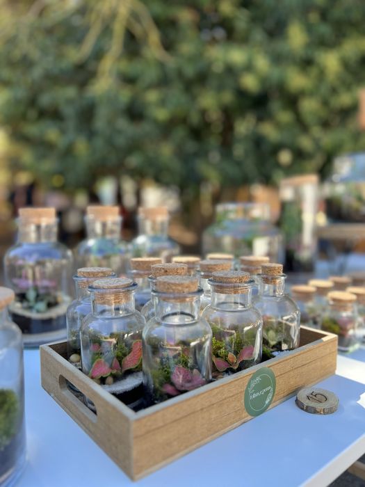 Vendo terrários / mini jardins