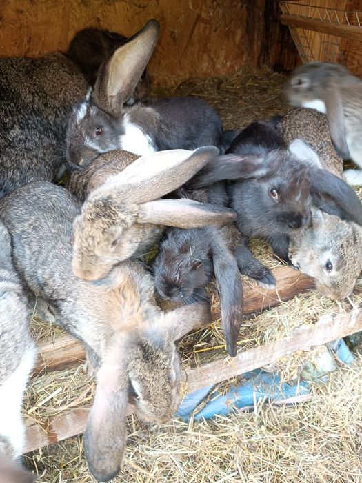 Królik kroliki młode olbrzym belgijski baran francuski