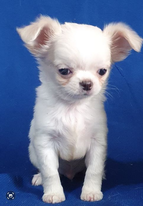 Кремовый мальяик длинношерстный