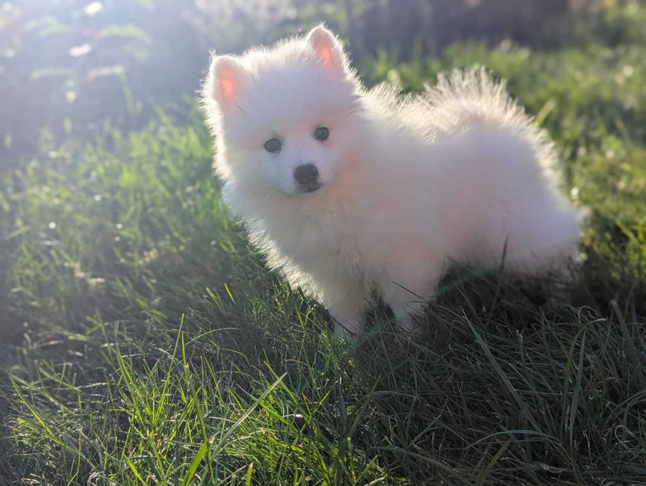 Szpic Japoński szczeniak po pięknych Championach Polski