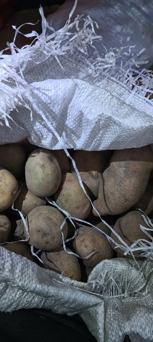 Картопля продаж 13грн