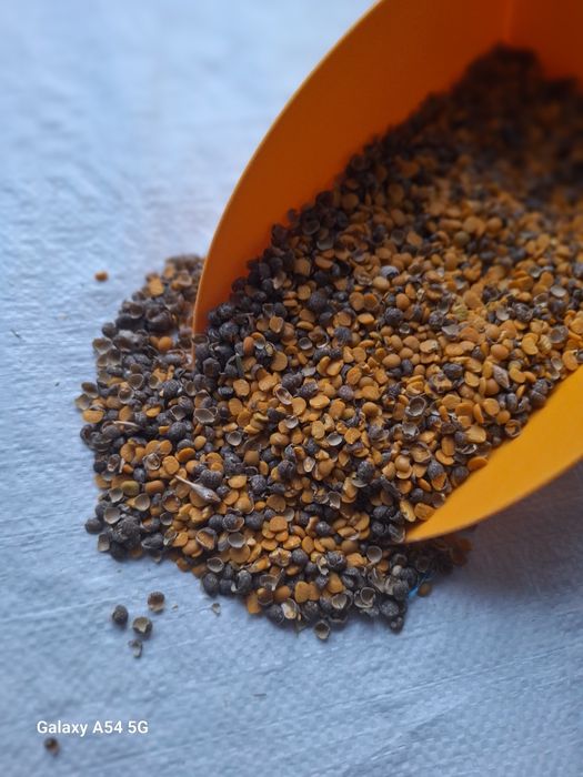 Łubin Niebieski Słodki Gnieciony  Dla Kur Niosek 20kg