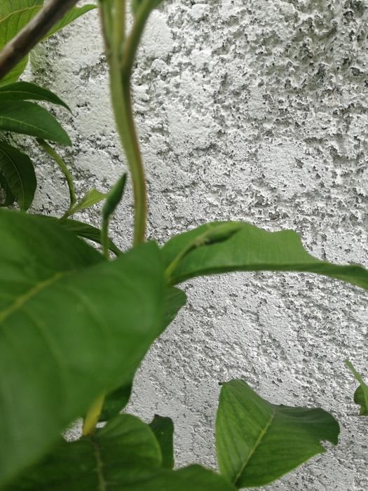 Planta da goiaba de vários tamanhos e valores