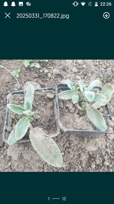 Czyściec wełnisty 2 sadzonki