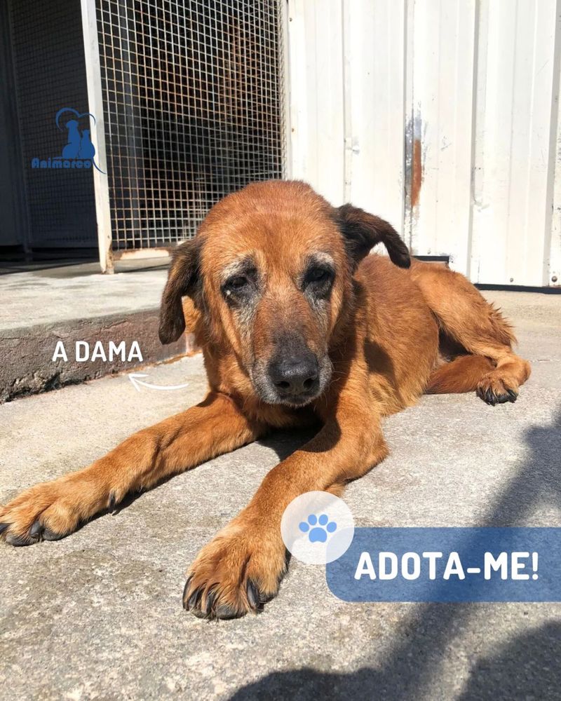Dama - cadela senior porte medio grande