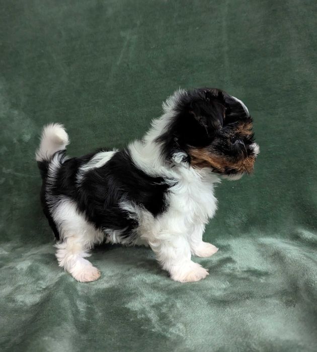 Piesek Yorkshire Terrier Biewer