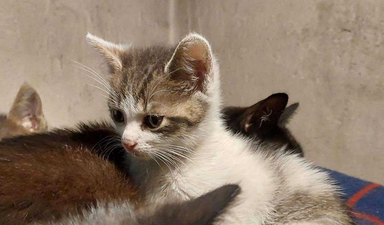 kotka i kotki do adopcji