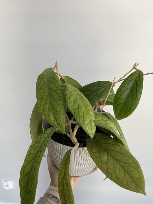 Hoja hoya Meredithii Giant