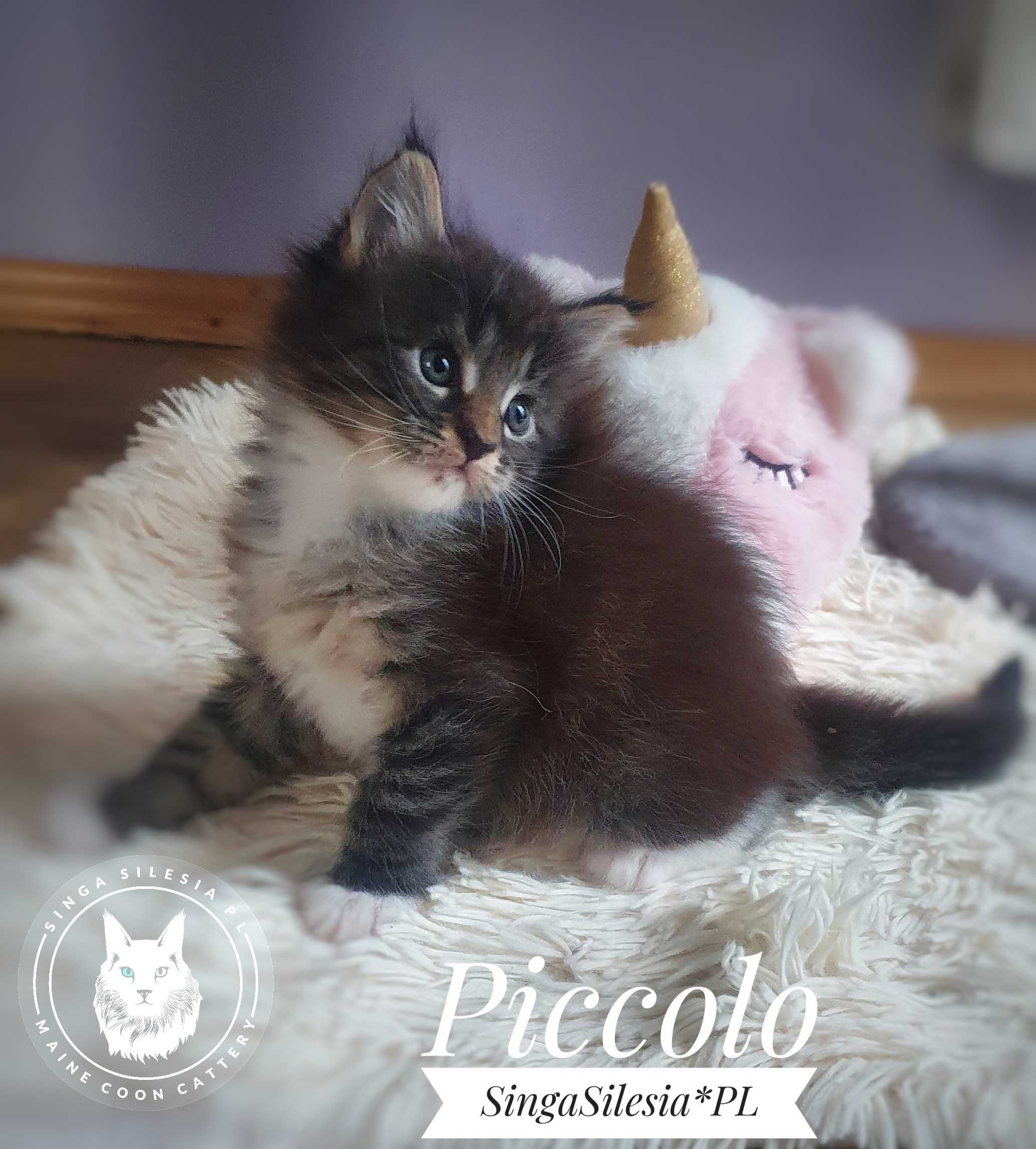 Piccolo kocurek Maine Coon FPL/FIFe