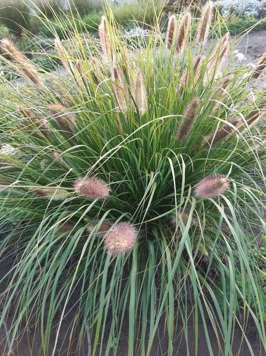 Продам декоративні трави