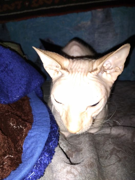 Отдам сфинкса в хорошие руки