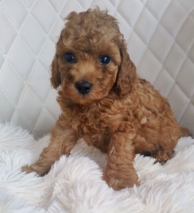 Pudel Toy - Przepiękny Piesek Red Brown - Wkrótce Do Odbioru!