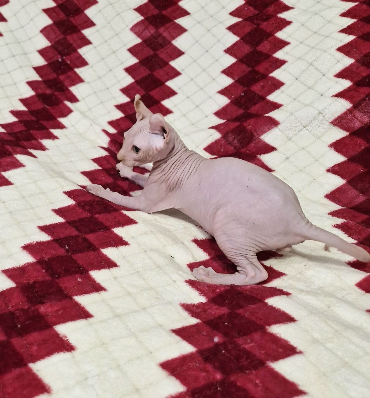 Котенок породы Эльф. Мальчик.