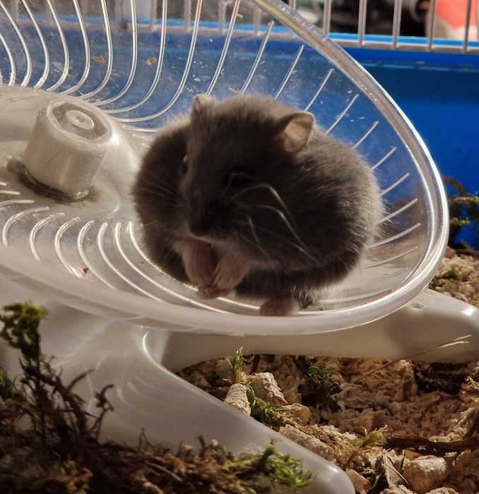 Хом Фенотип Royal Blue