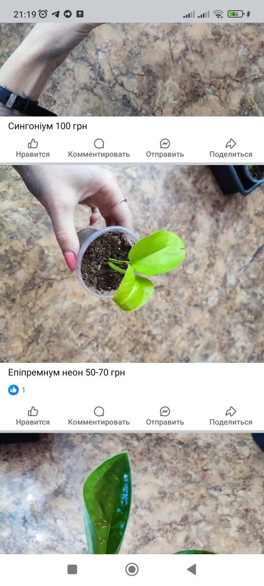 Епіпремнум Марбл квін н ждой неон сциндаптус