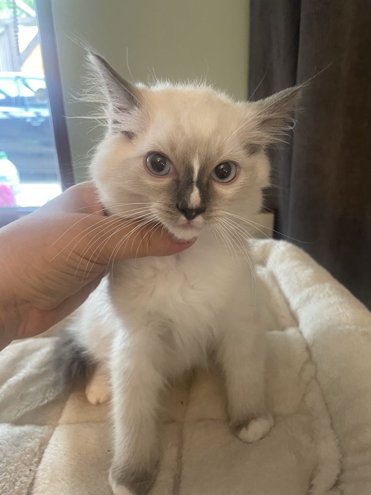 Ragdoll FPL/FIFE kot kocurek  kotka gotowe do zmiany domku