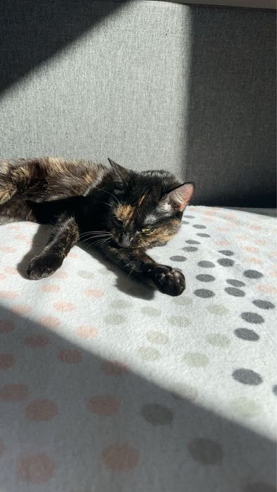 Oddam Kotke w dobre crece