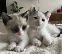 Gatos bebes para adoção conjunta