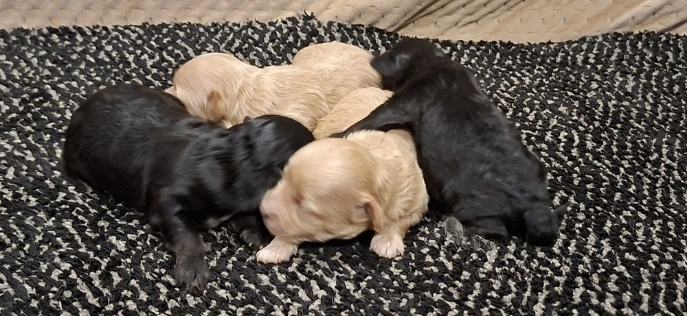 Suczki maltipoo z metryką do odbioru połowa stycznia