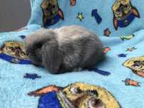 Mini Lop szary silver rasowe Kraków Hodowla Zarejestrowana