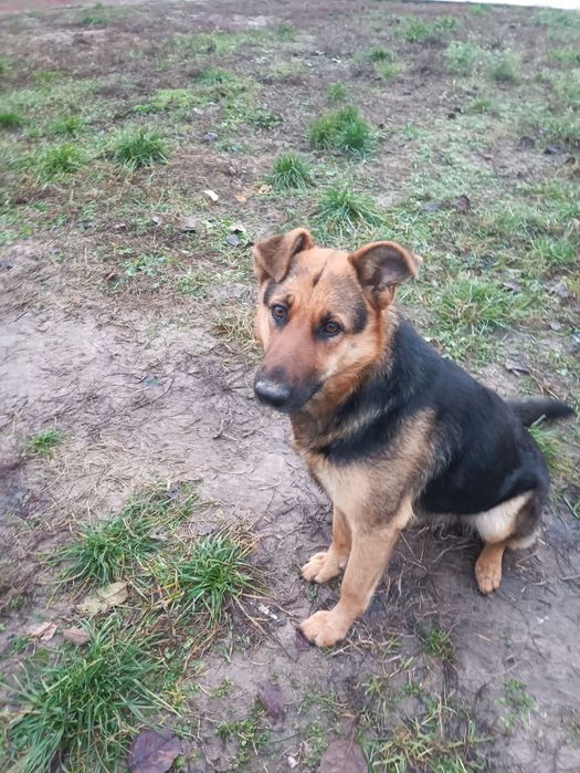 Німецька Вівчарка Дівчинка Напівкровка