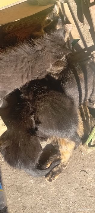 Oddam małe koty w dobre ręce