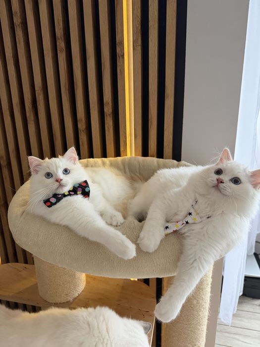 Ragdoll Cream Bicolour – kocurek z rodowodem FPL