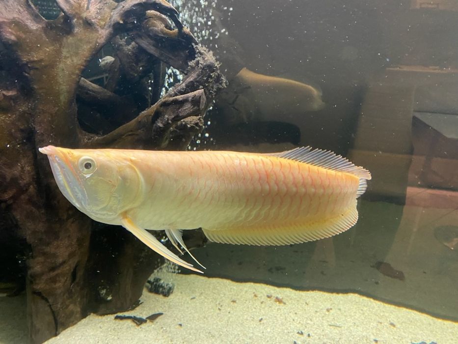 Arowana gold albino ok 15 cm od Tapajos_pl W-wa