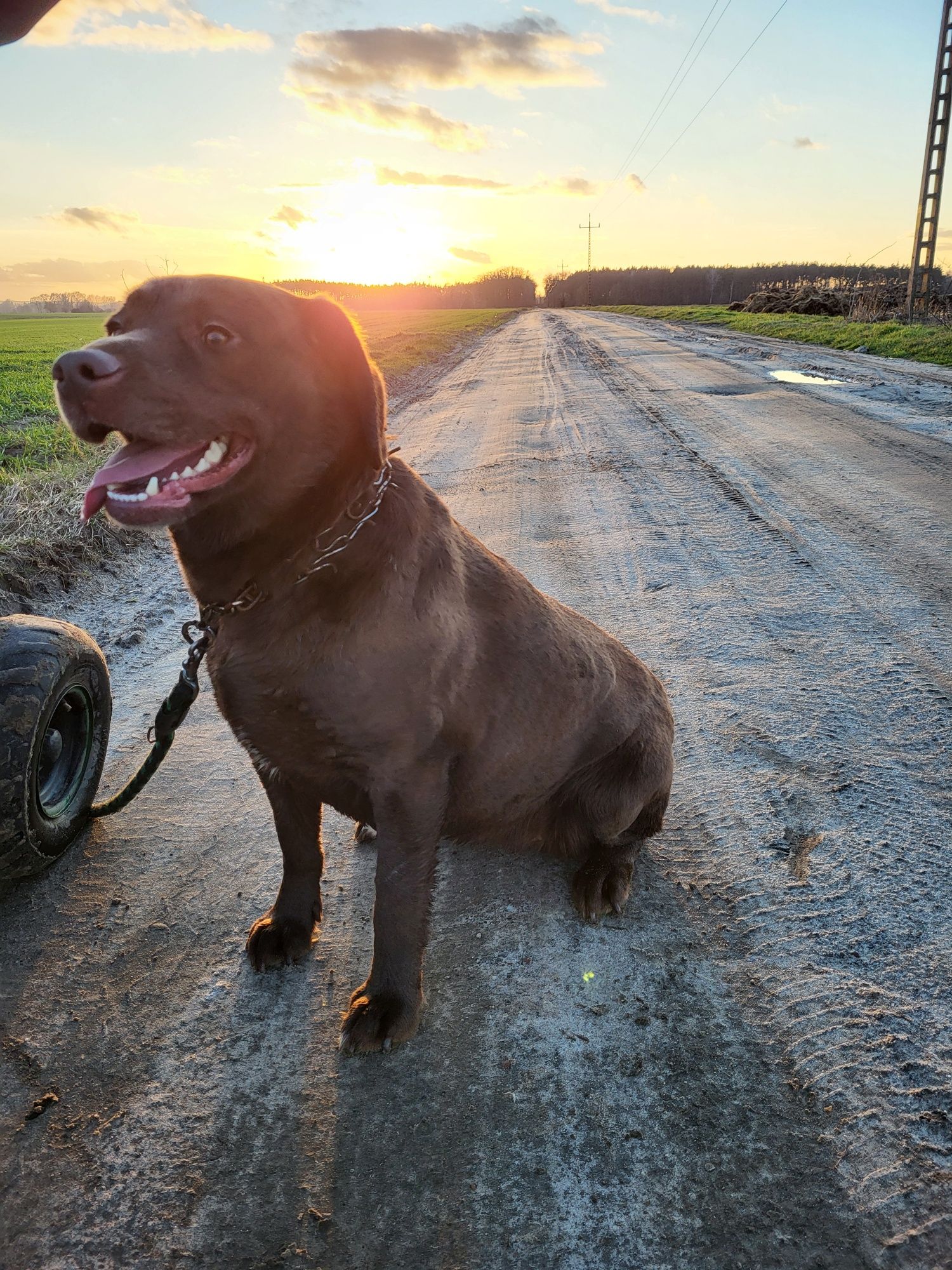 Labrador retriever