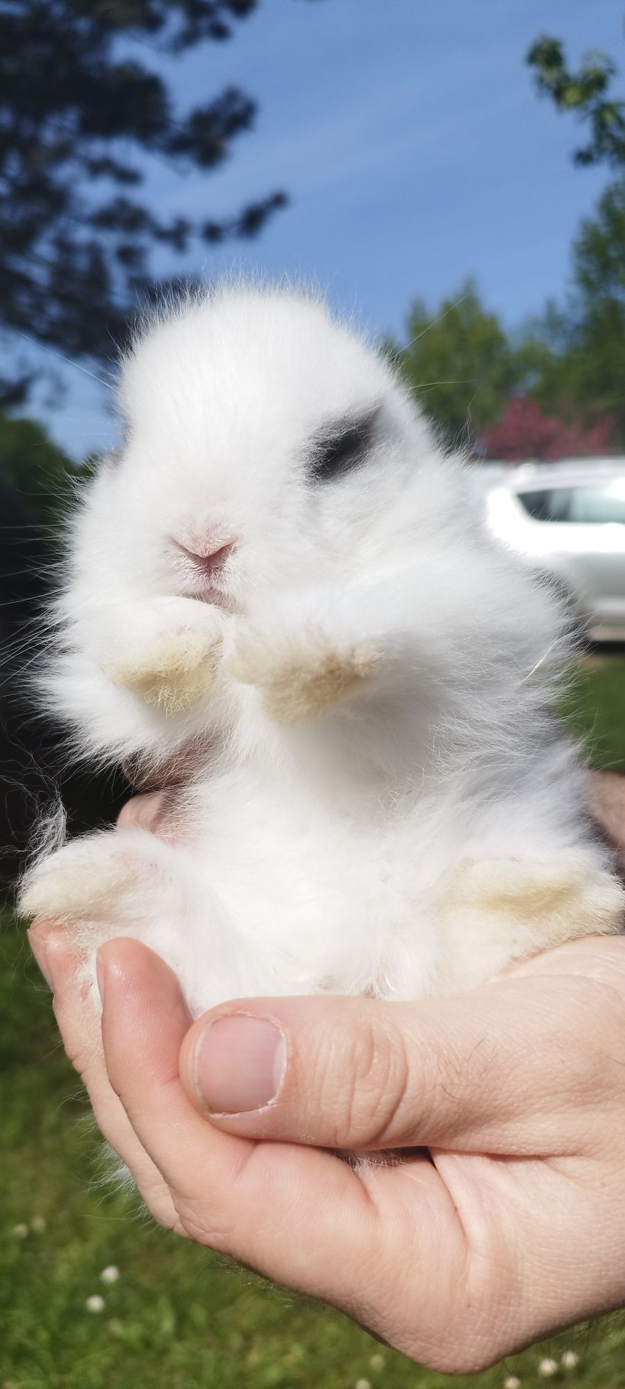 Karzełek Teddy królik miniaturka karzełek hodowla