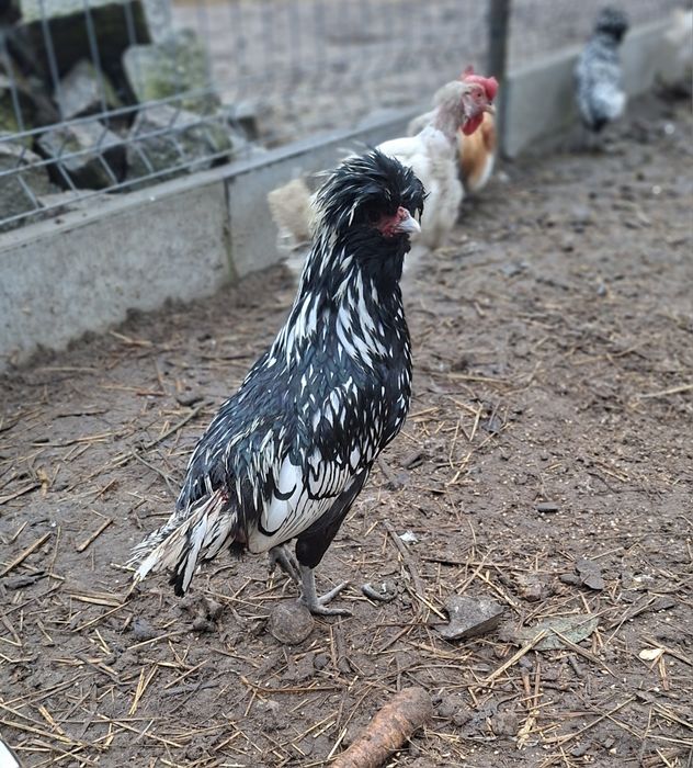 Koguty Czubatki, srebrzyste