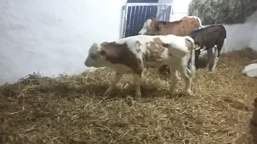 Sprzedam cieleta miesne byczki Łyszkowice
