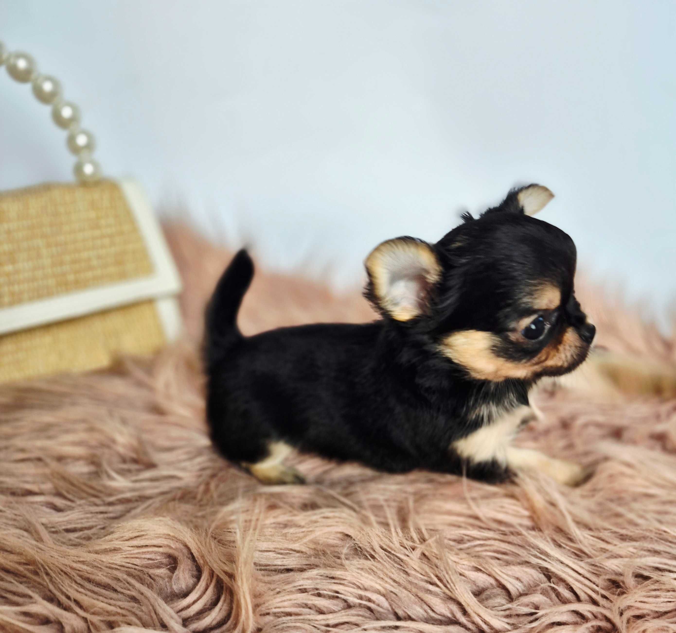 Chihuahua z Hodowli pieski z kaszub