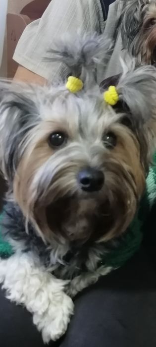 Йоркширский терьер