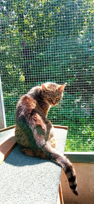 Moli - zielonooka burasia