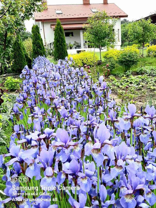 Ірис сибірський голубий