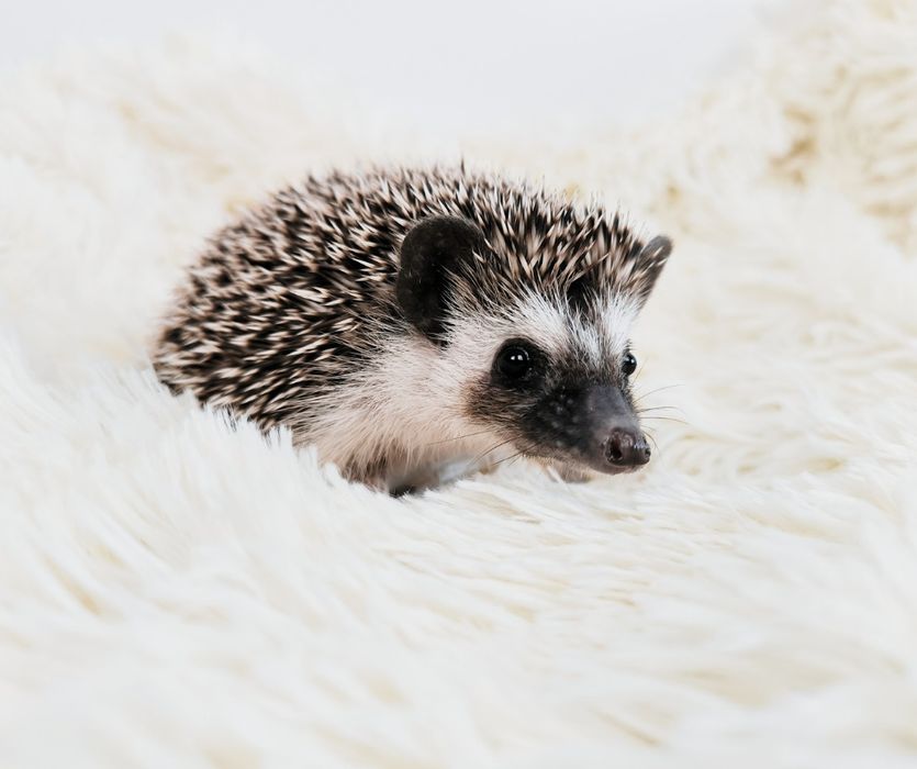 Afrykański jeż pigmejski