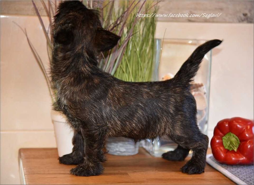 Cairn Terrier - rodowodowy (ZKwP/FCI) piesek po Championach