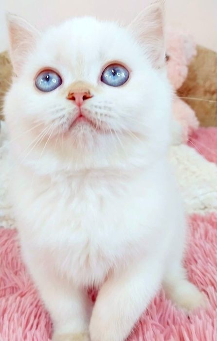 Надзвичайно ніжна киця шотландська