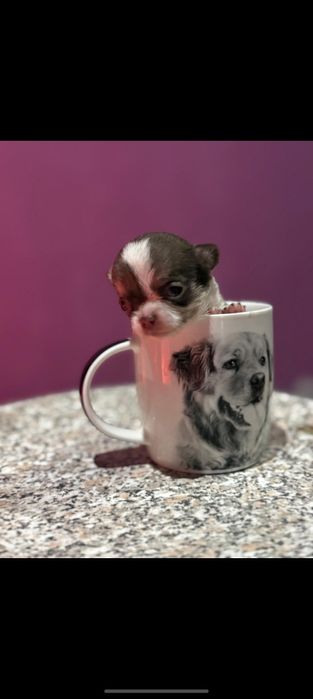 Chihuahua menina linda