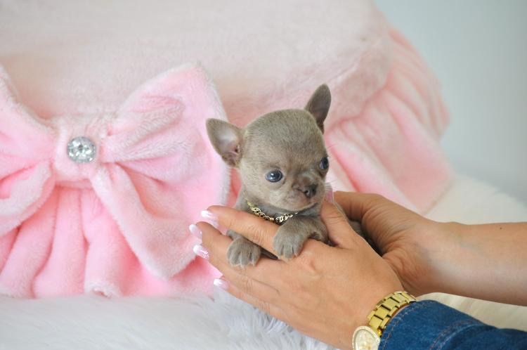 Chihuahua piękny malutki liliowy piesek