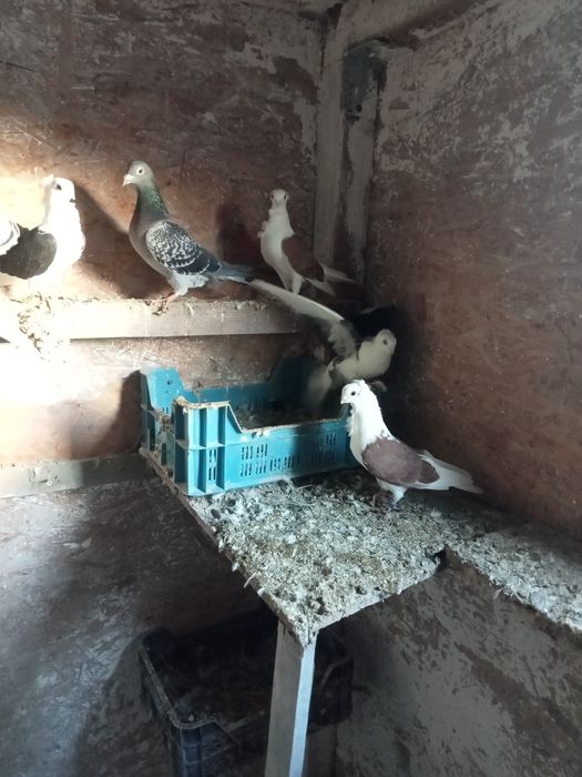 Sprzedam parę mewek