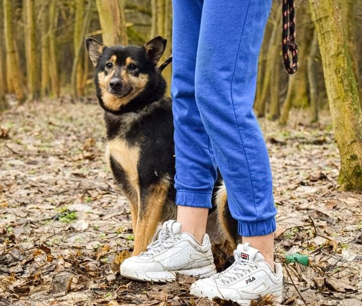 Poznajcie Śliwka, który na nowo zaufał człowiekowi...