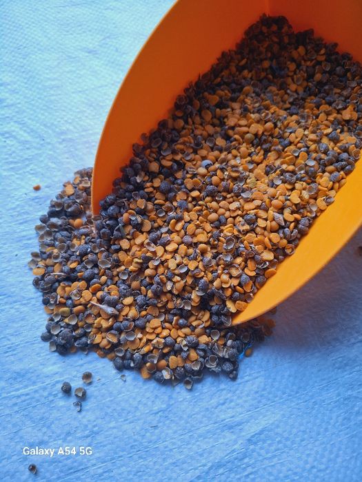 Łubin słodki Gnieciony 20kg Dla Kur