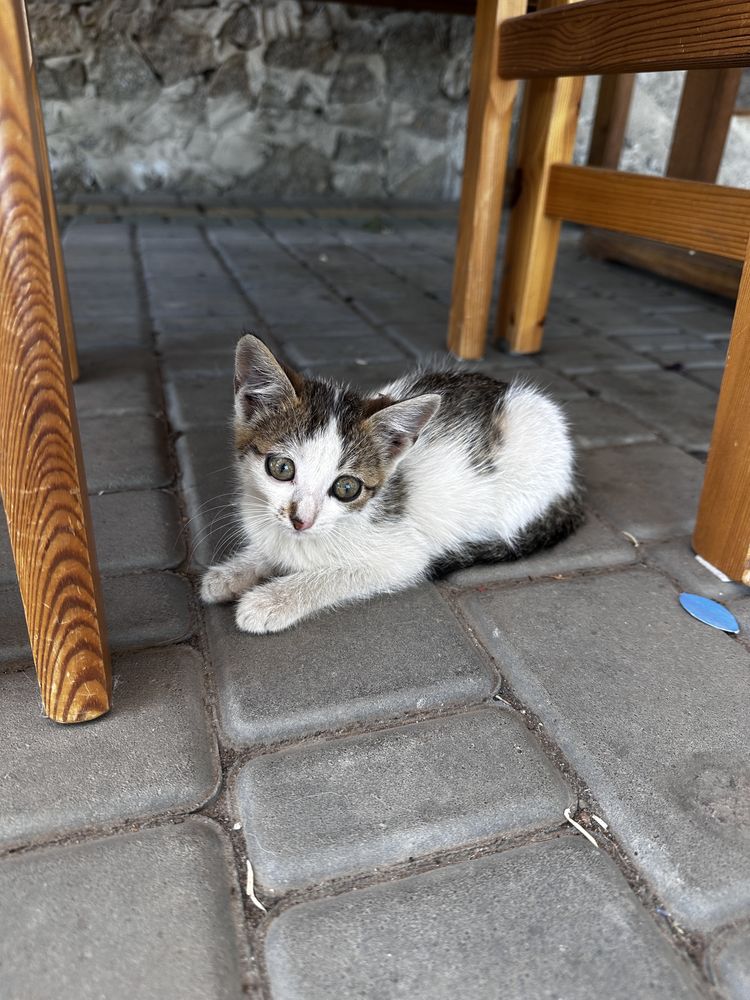 Котенята безкоштовно