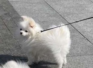 Ищем девушку для любви, миник , очень красивый, игрывый, умный.